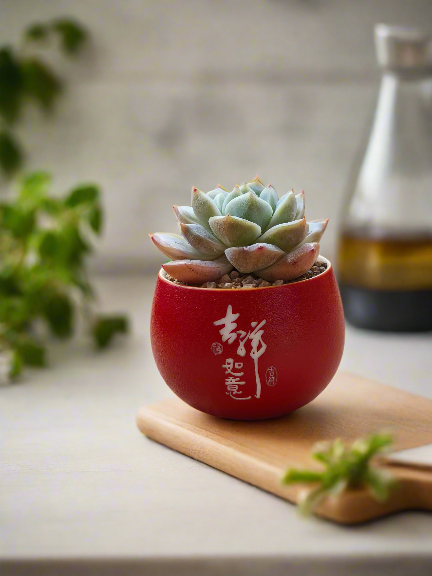 Succulent Auspicious Grace Pot - Echeveria 'Bluebird' - SlowBloomGreens