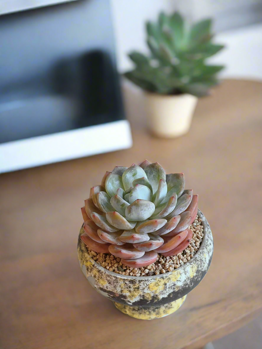 Succulent Moonlit Bloom Pot – Desert Gold with Echeveria Orange Monroe