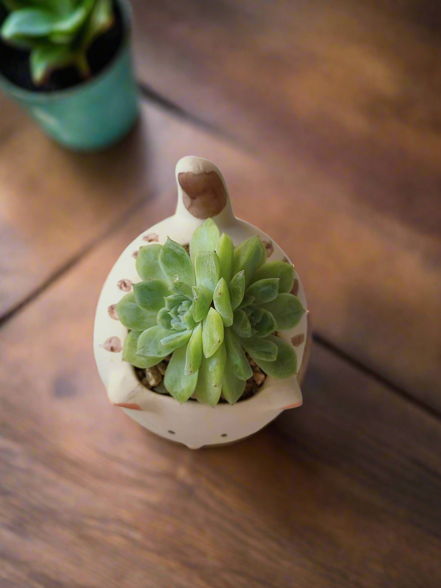 Top view of Succulent Cat Pot - Double-headed Echeveria Cat's Claw