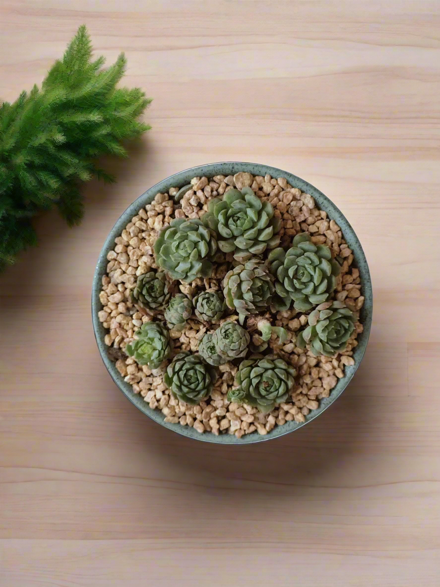 Succulent Speckled Terracotta Pot Blue - Miniature Echeveria