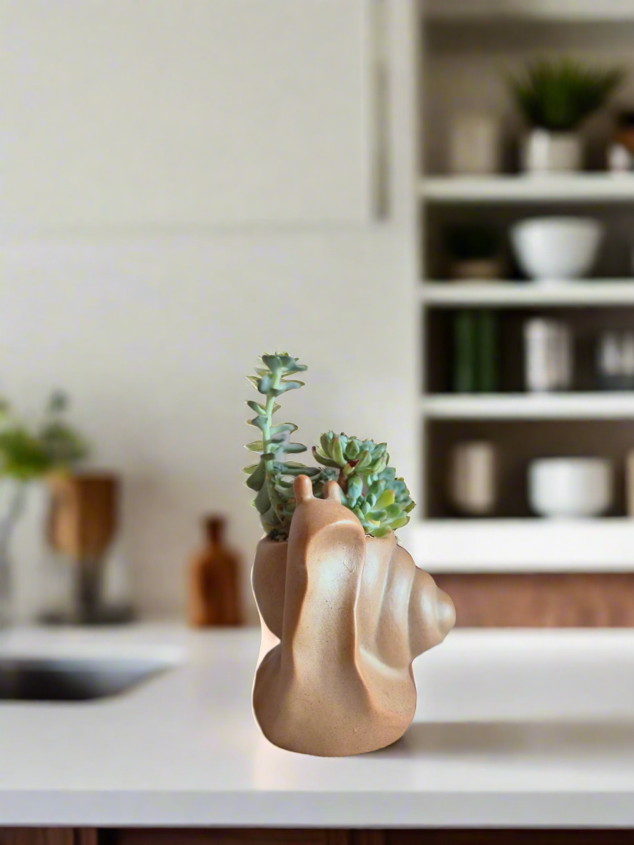 Succulent Snail Pot – Echeveria - SlowBloomGreens
