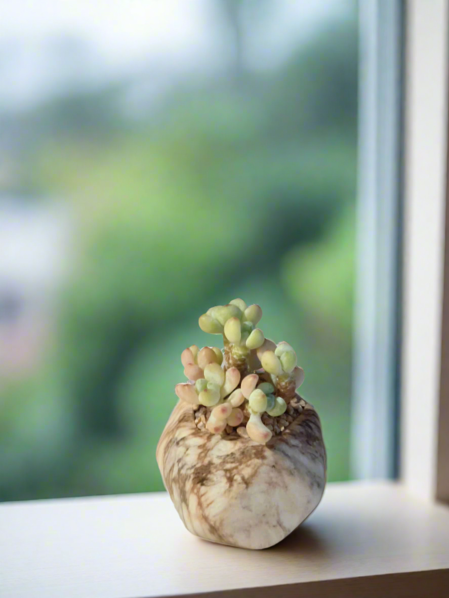 Beautiful Sedum Treleasei in a mini octagon brown pot