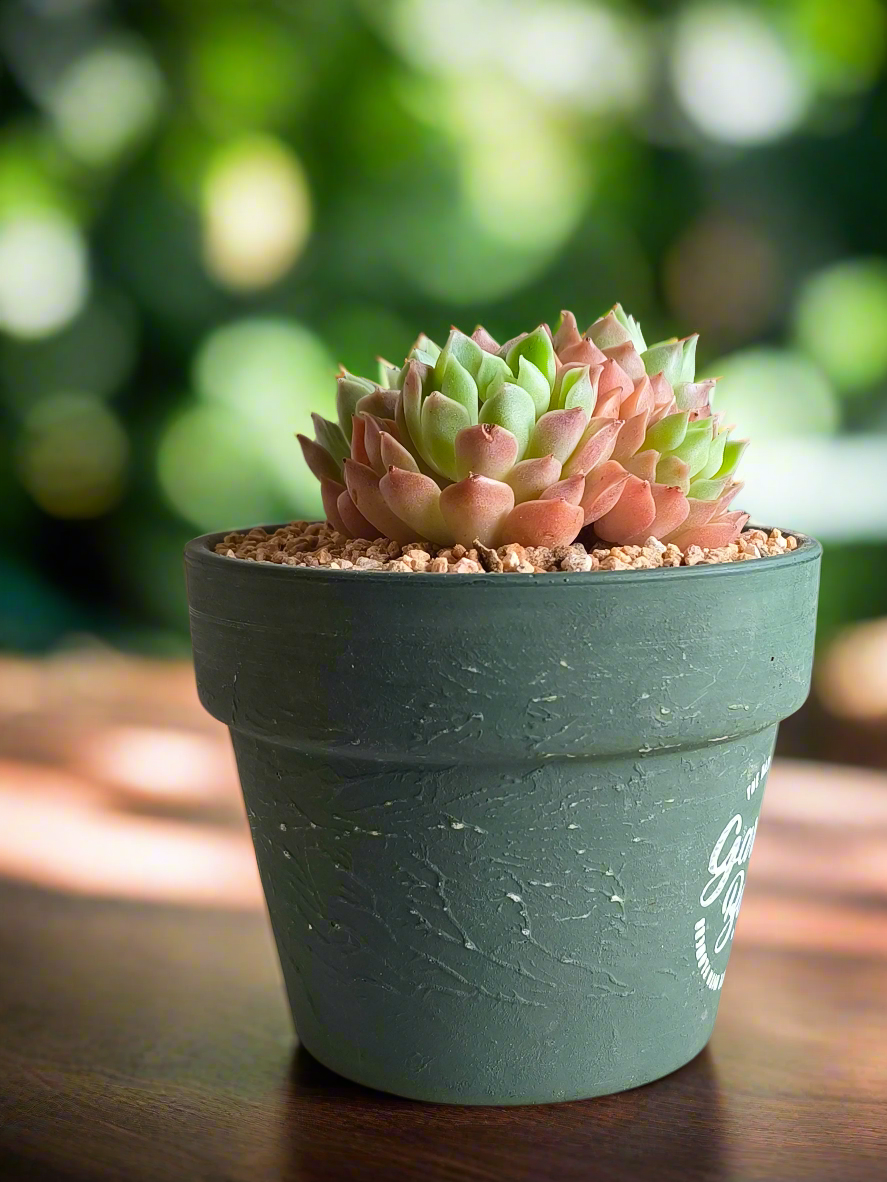 Succulent Rustica Garden – Echeveria Onslow