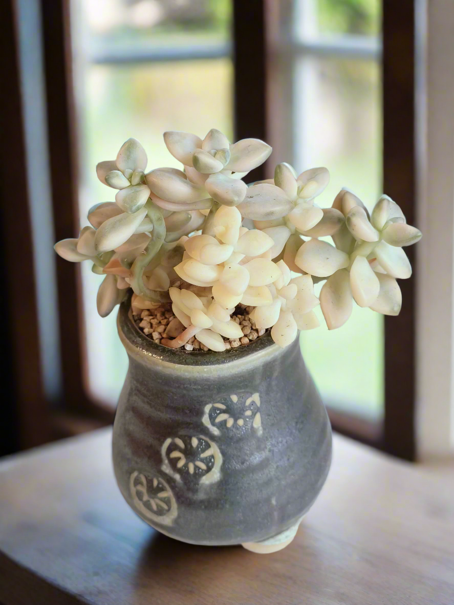 Succulent Rustic Pot Glow Grey - Graptoveria 'Titubans' - SlowBloomGreens