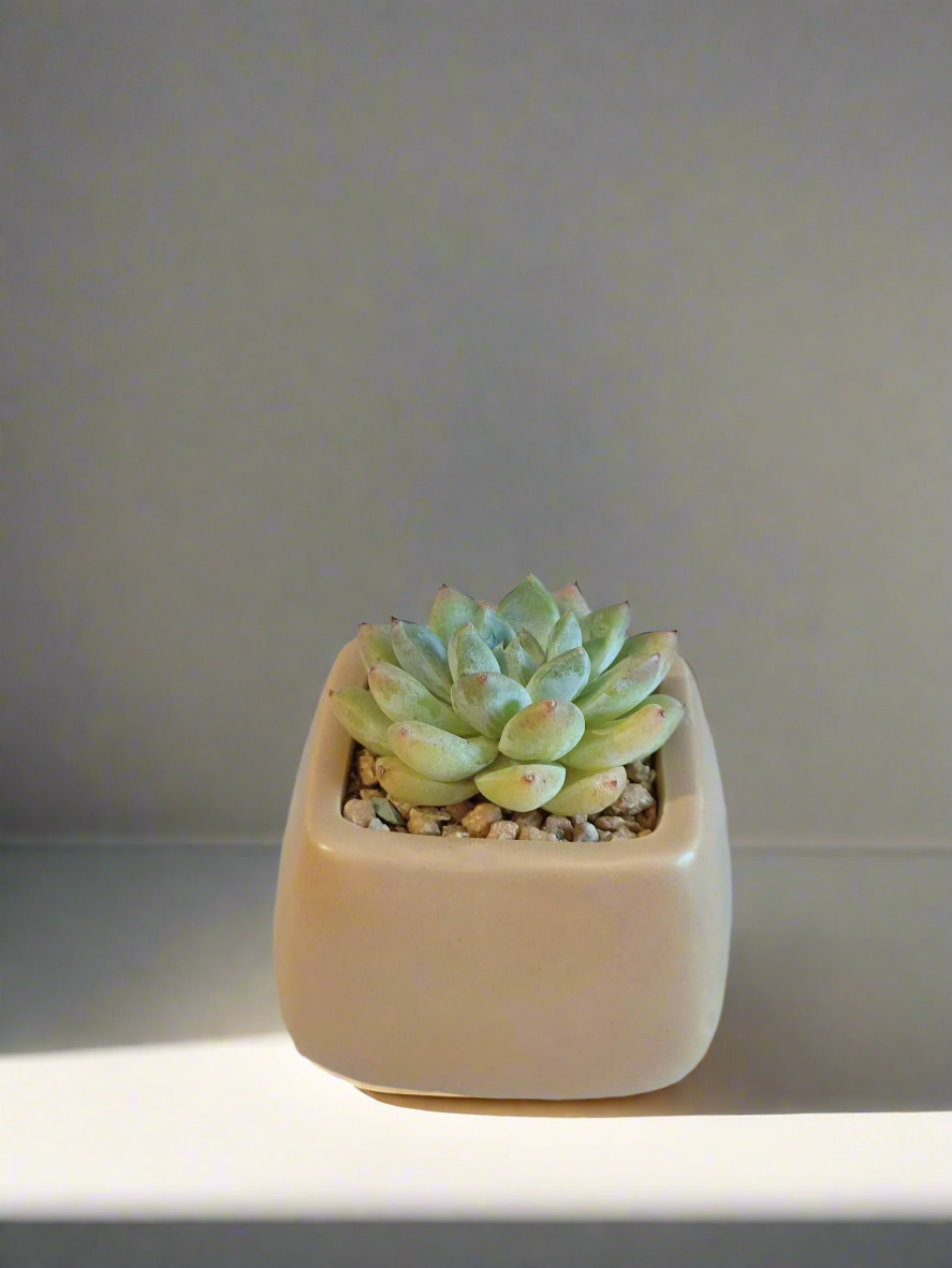 Succulent Serene Square Khaki – Echeveria Agavoides