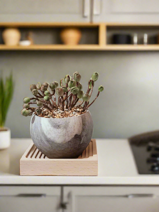 Succulent Elegant Round Grey - Aeonium 'Adodes' - SlowBloomGreens