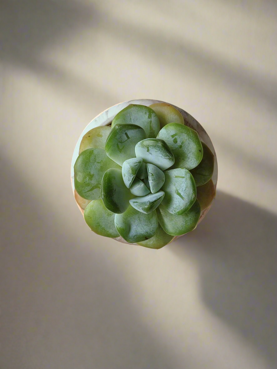 Captivating Echeveria Ice Green in a round brown pot