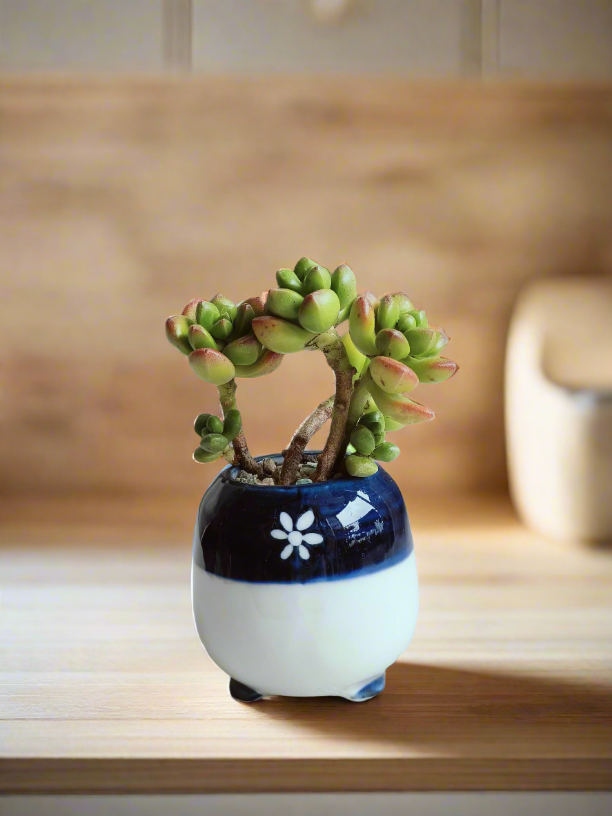 Succulent Sakura Blue - Sedum Lucidum - SlowBloomGreens
