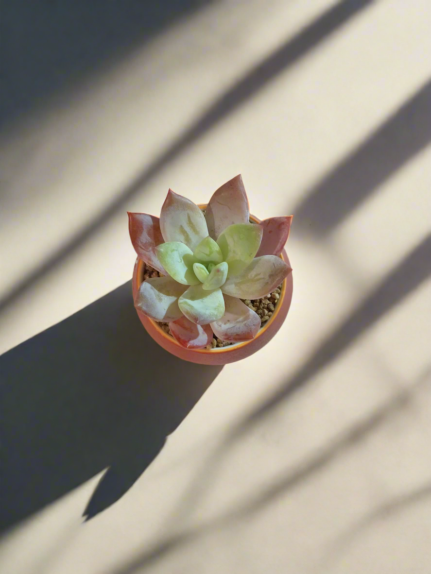 Succulent Auspicious Grace Pot - Graptoveria Opalina