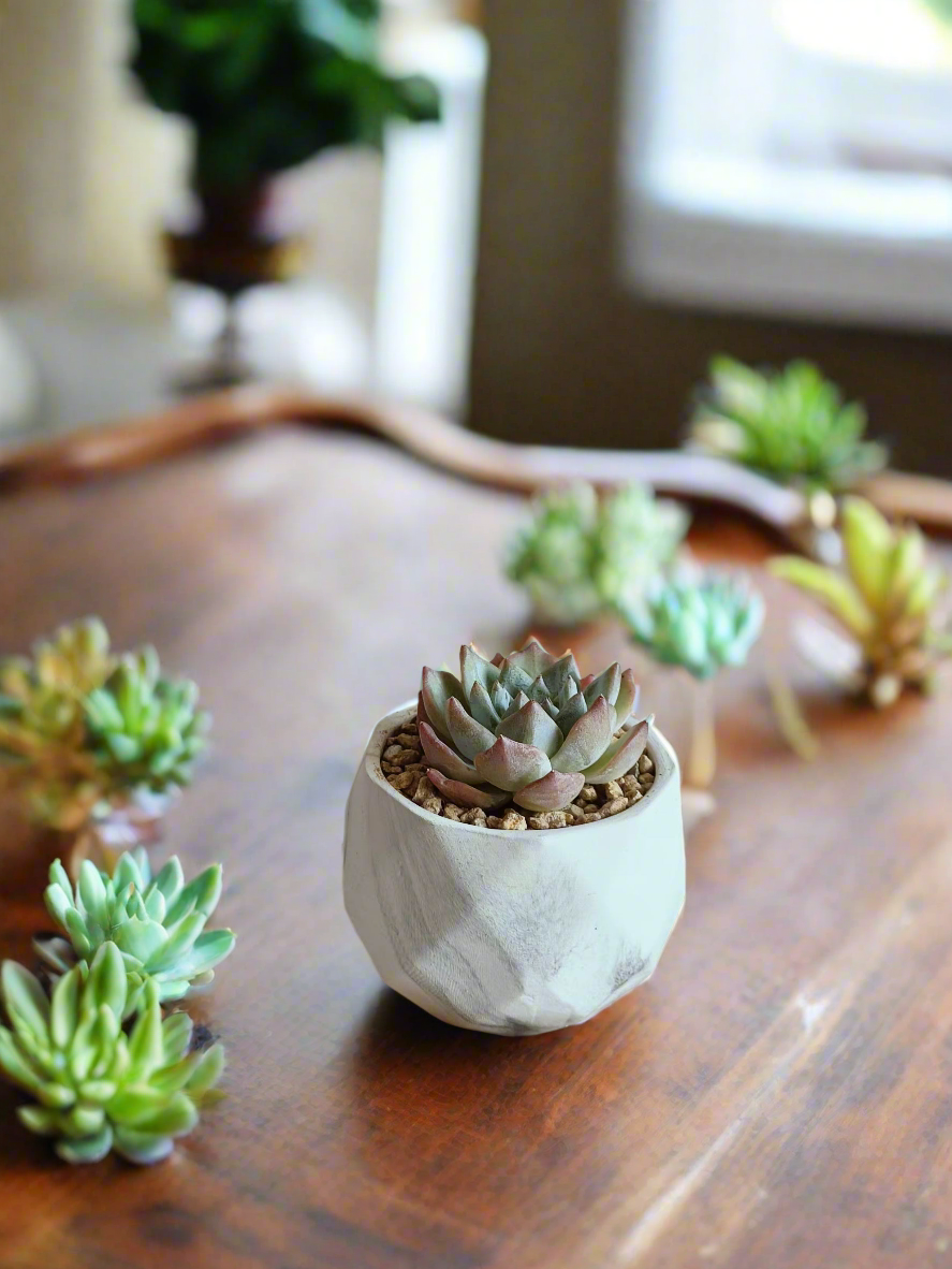 Stylish arrangement of the Succulent Harmony Ash Pot enhancing a modern interior.