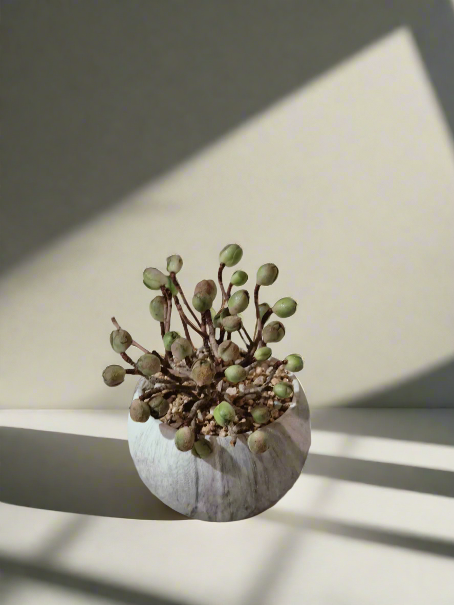 Succulent Elegant Round Grey - Aeonium 'Adodes' - SlowBloomGreens