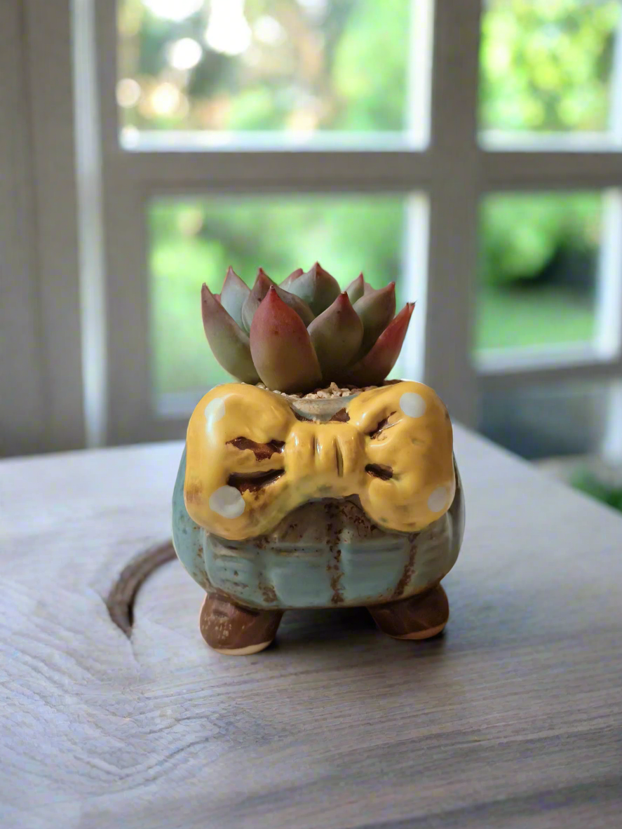 Succulent Ceramic Round Bow Blue – Echeveria 'Blue Bird' - SlowBloomGreens