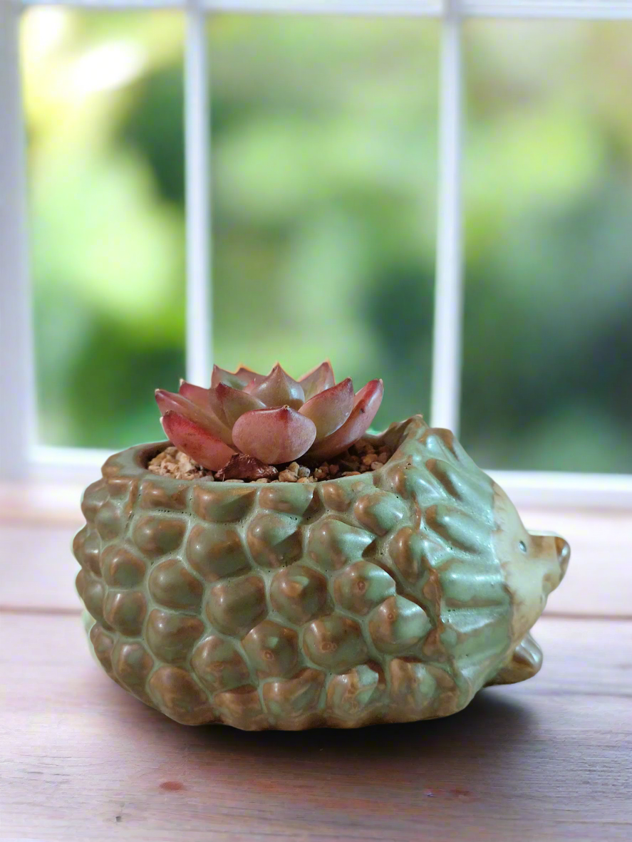 Succulent Hedgehog Pot - Echeveria Agavoides 'Romeo' - SlowBloomGreens