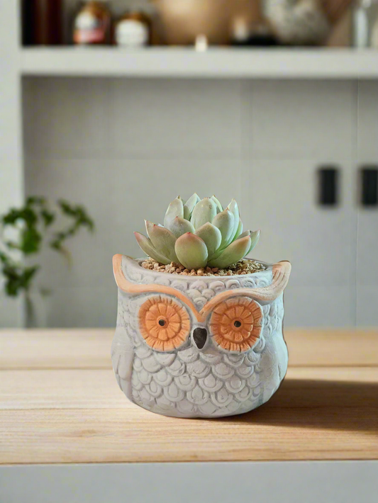 Succulent Owl Pot - Graptoveria 'Opalina'