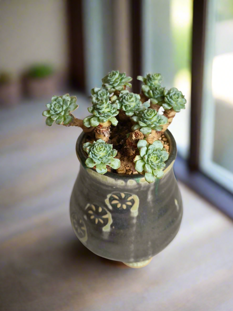 Succulent Rustic Pot Glow Grey – Echeveria Minima