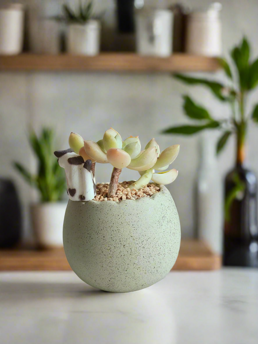 Succulent Egg Planter Green - Golden Sedum