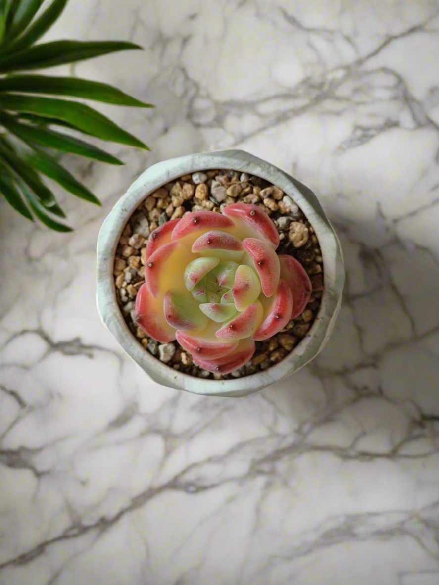 Top view of the Succulent Harmony Green Pot with Echeveria 'Orange Champagne'.