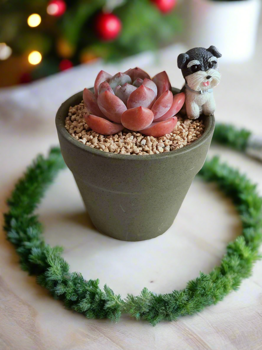 Succulent Schnauzer Pot - Echeveria Orange Monroe - SlowBloomGreens