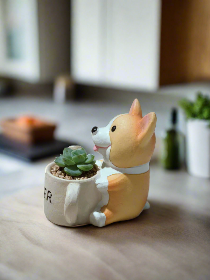 Succulent Charming Corgi - Echeveria Ice Green - SlowBloomGreens