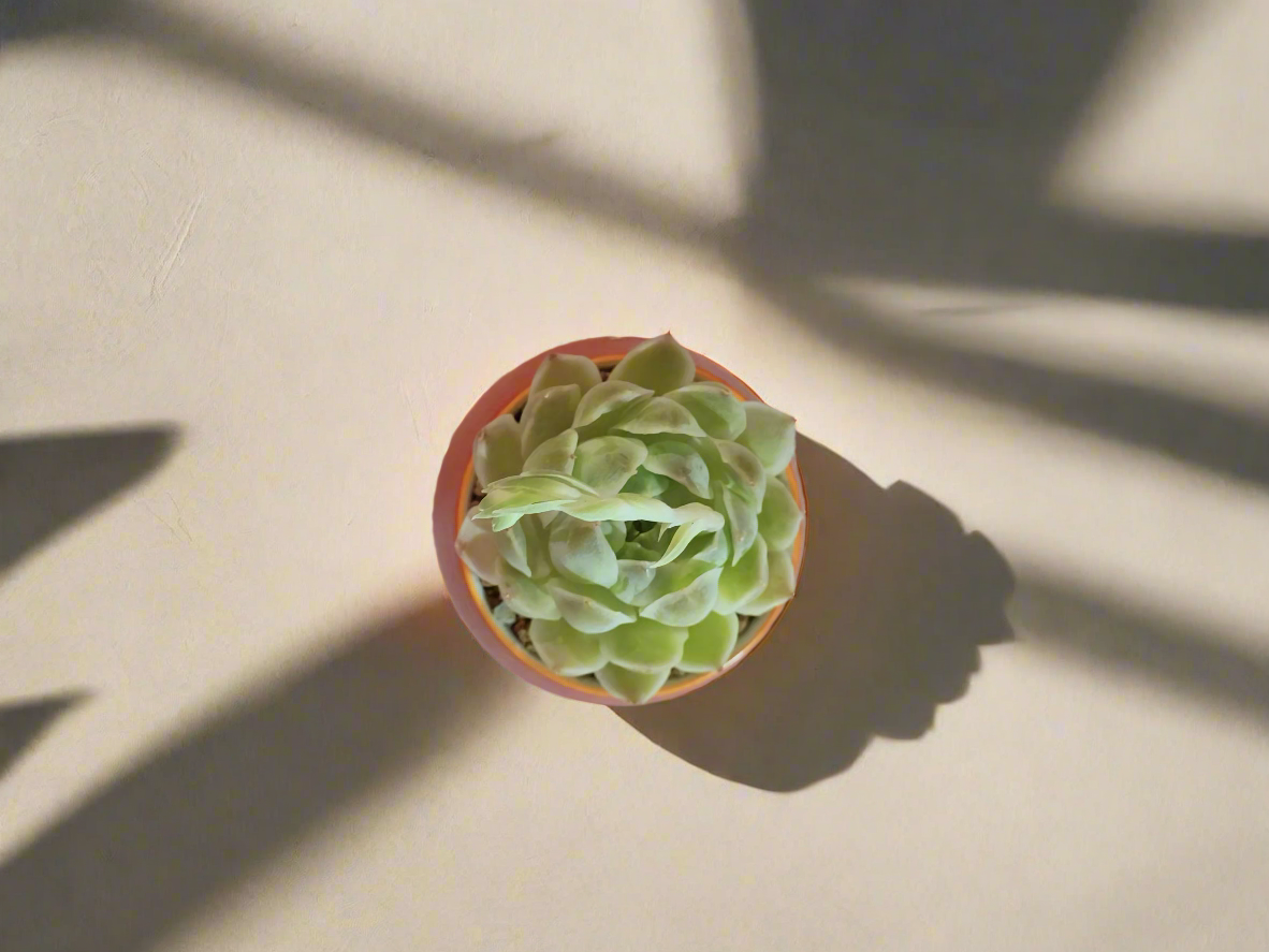 Succulent Auspicious Grace Pot - Echeveria Mexican Snowball