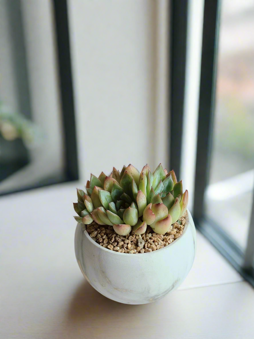 Beautifully handcrafted Succulent Elegant Round Gold Pot – Echeveria Mexican Ball.