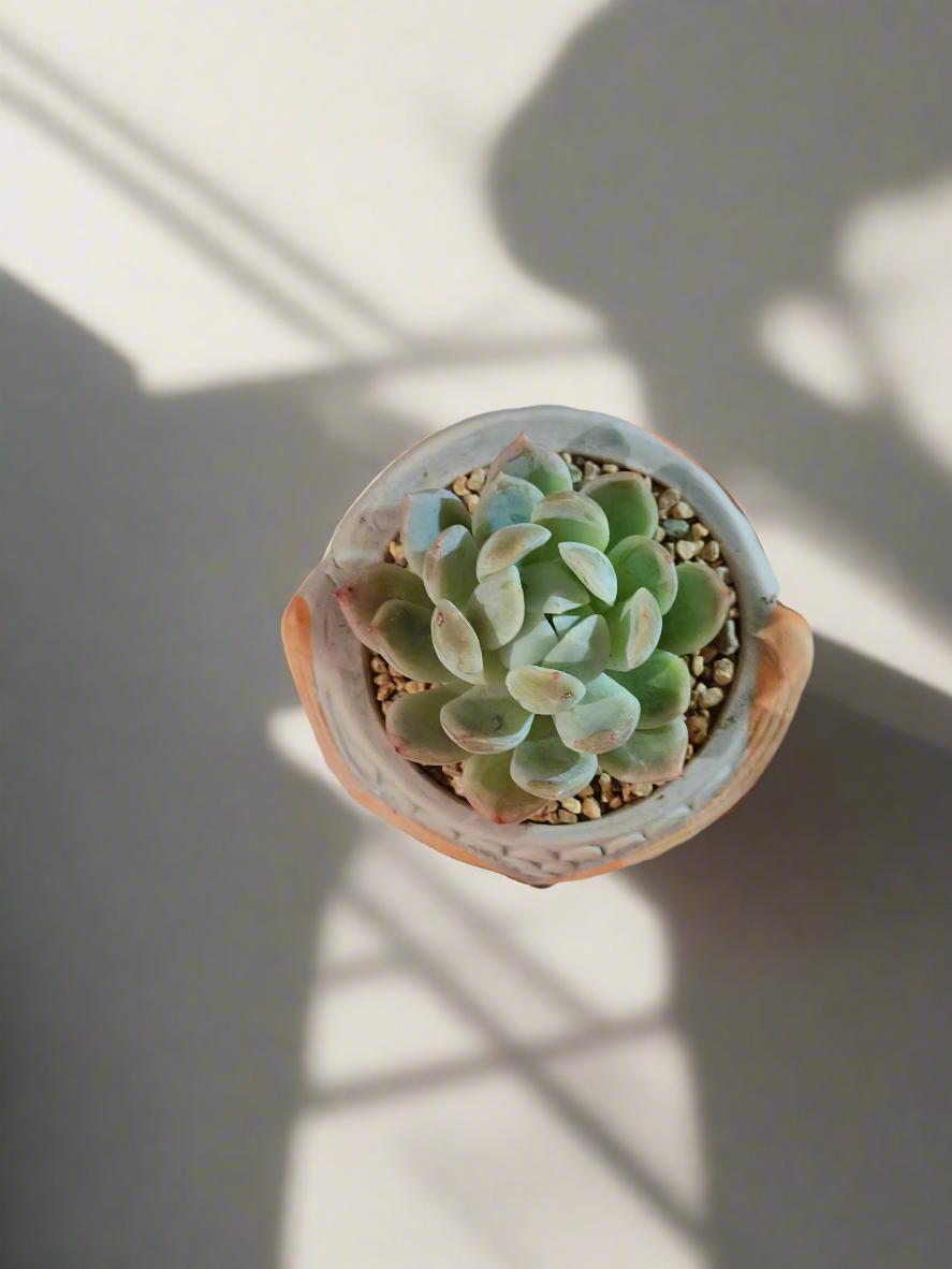 Succulent Owl Pot - Graptoveria 'Opalina'