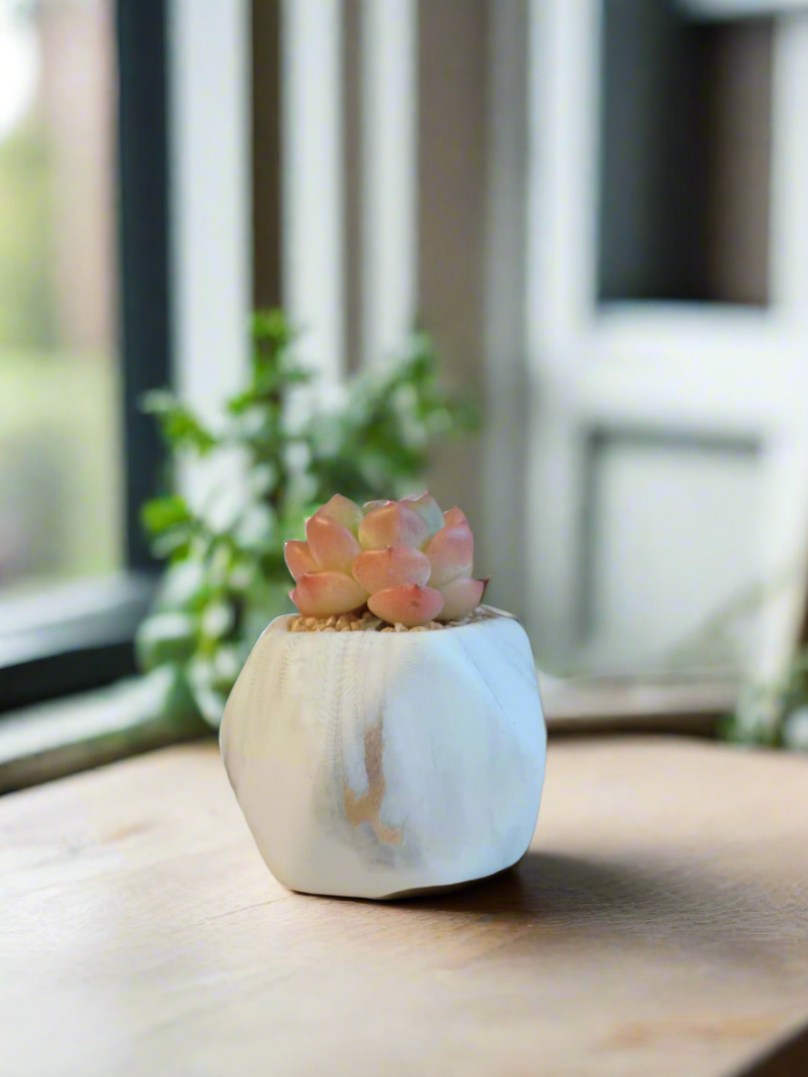 Succulent Mini Octagon Gold - Echeveria Suryeon - SlowBloomGreens