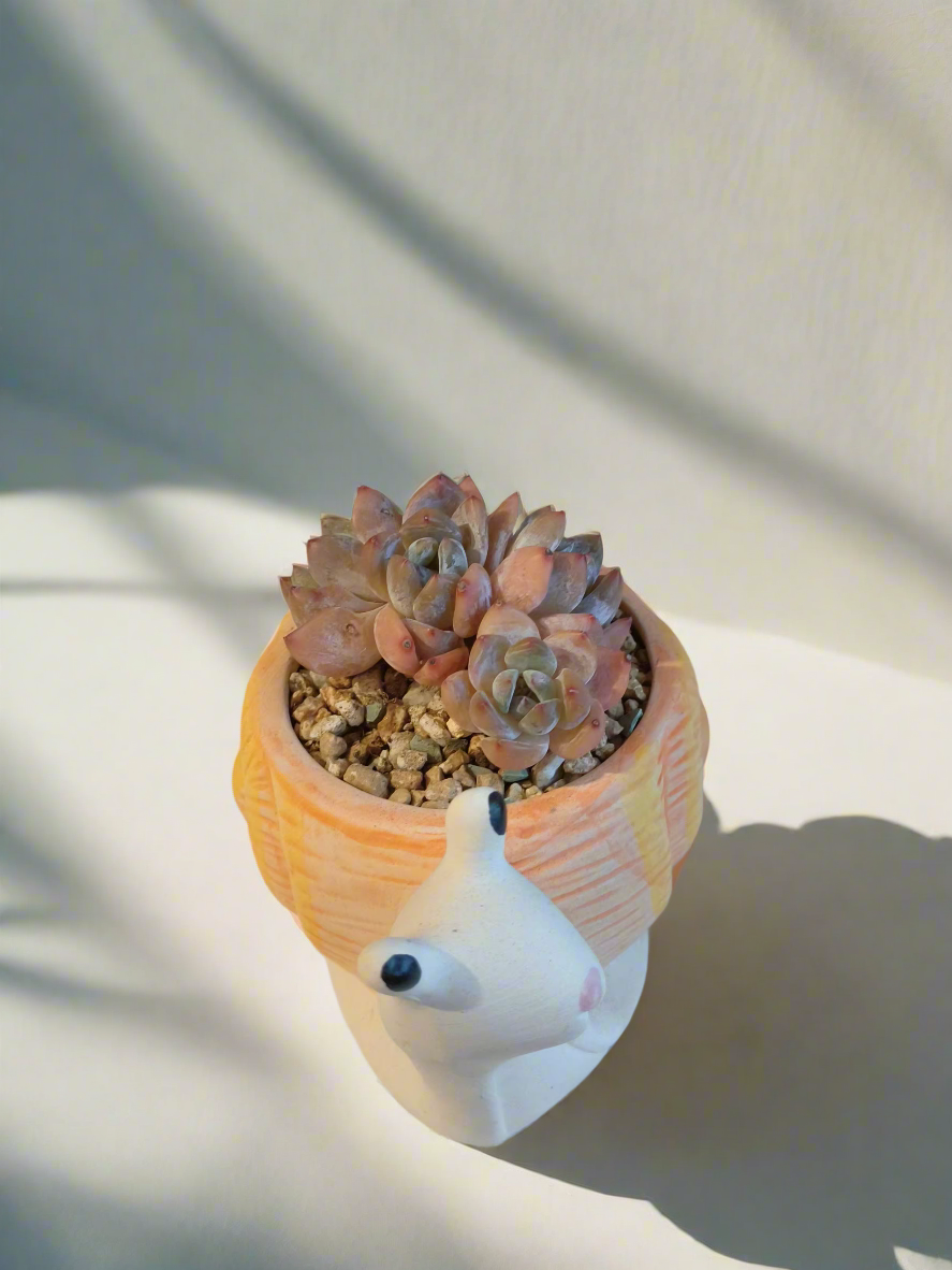 Succulent Snail Planter - Echeveria Orange Monroe as a delightful gift.