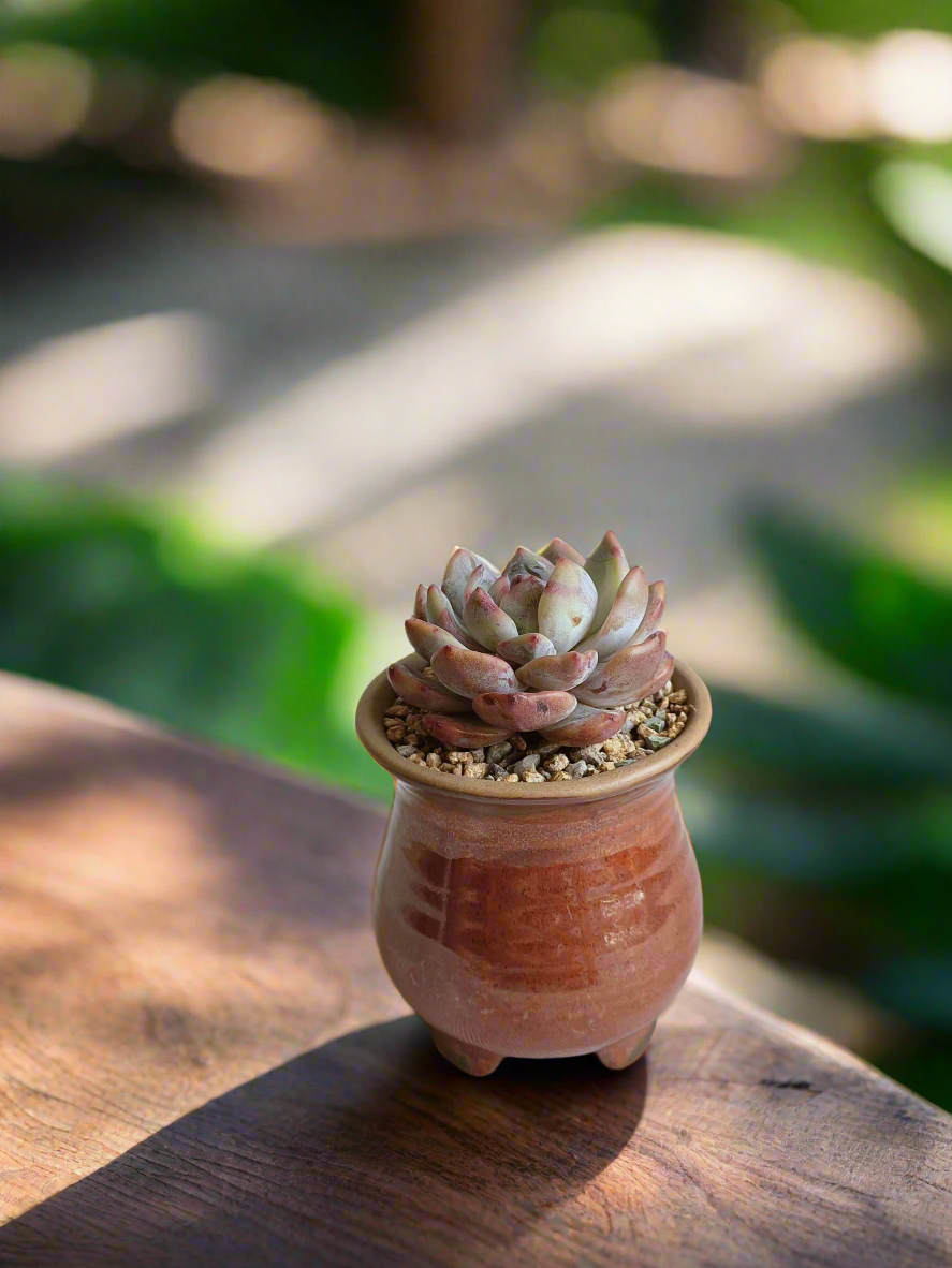 Succulent Rustica Mahogany - Echeveria Suryeon