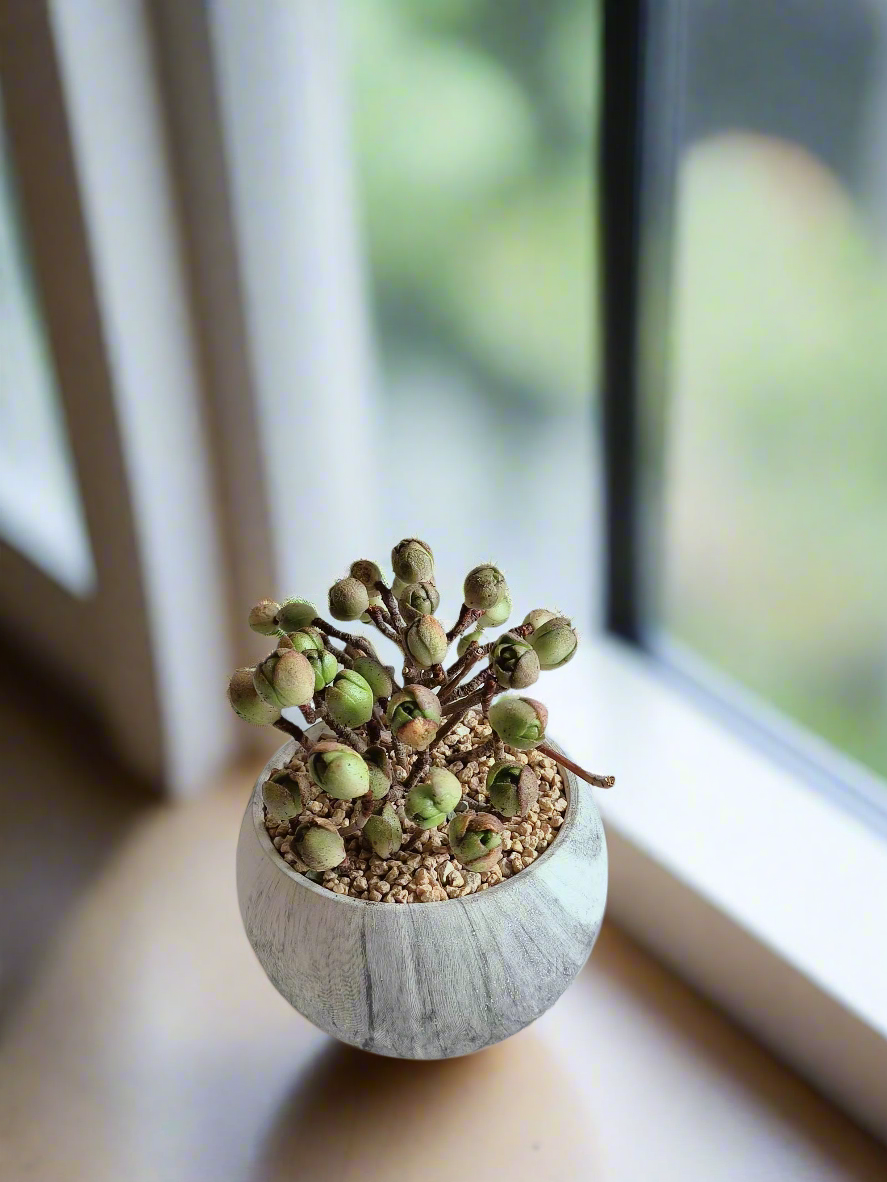 Succulent Elegant Round Grey - Aeonium 'Adodes'