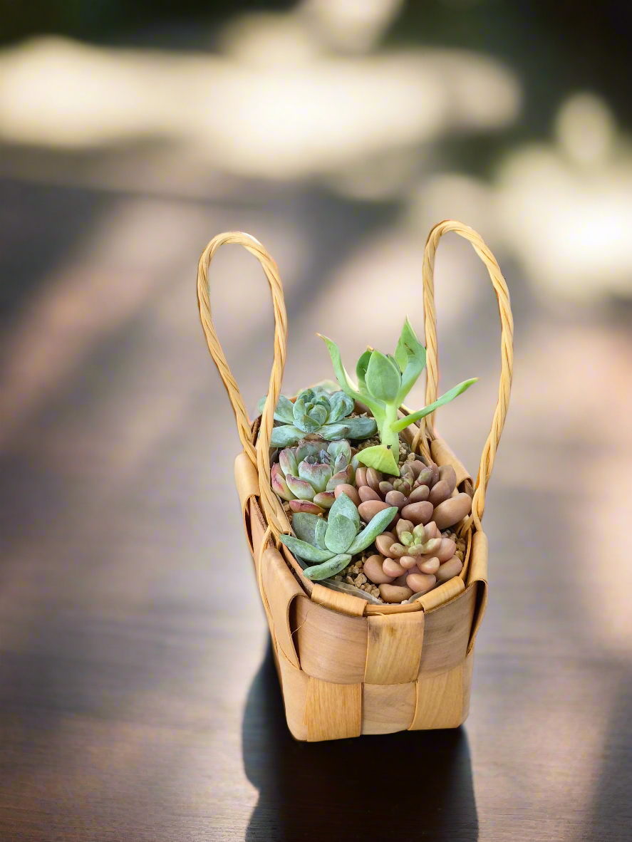 Succulent Basket Bliss - Handcrafted Succulents