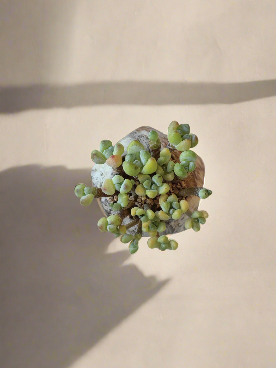 Succulent Mini Octagon Brown - Sedum Treleasei 'Stonecrop' - SlowBloomGreens