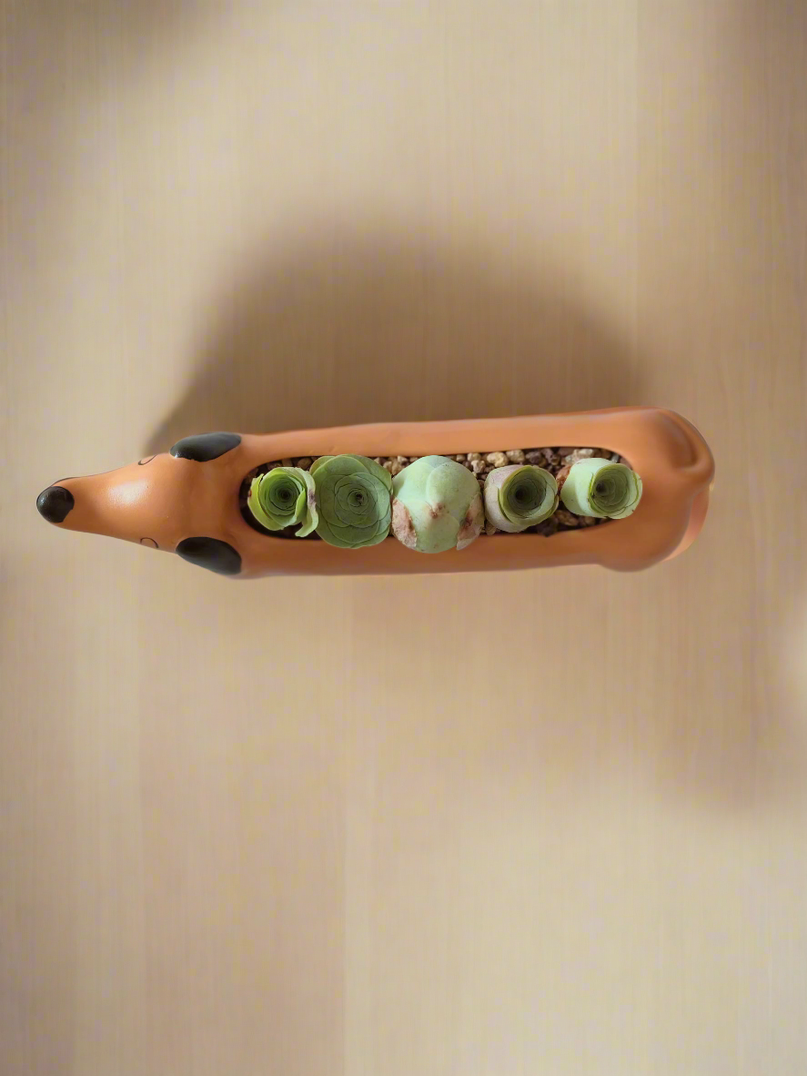 Succulent Daunchund - 5 Mountain Roses 'Greenovia' - SlowBloomGreens