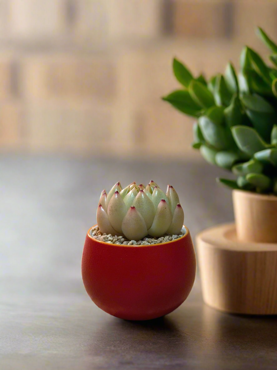 Succulent Auspicious Grace Pot - Echeveria Agavoides 'Lipstick' - SlowBloomGreens