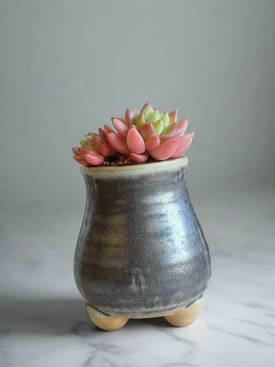 Succulent Rustic Pot Glow Grey - Echeveria 'Ruby Donna