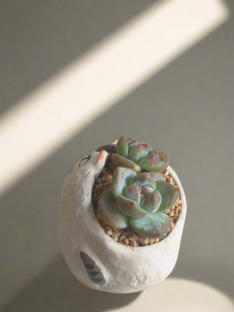 Succulent Cheeky Cat Planter - Echeveria Ice Green