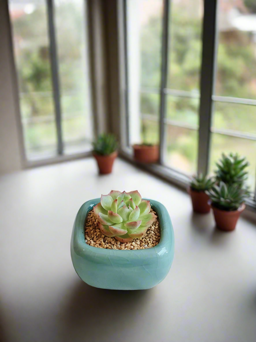 Succulent Zen Square Turquoise Pot – Echeveria Agavoides 'Casio'