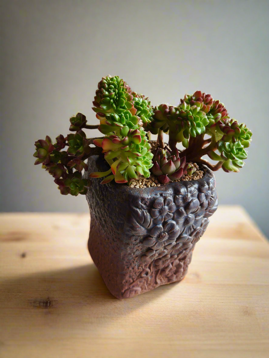 Succulent Rustic Floral Embossed Pot – Lety's Sedeveria