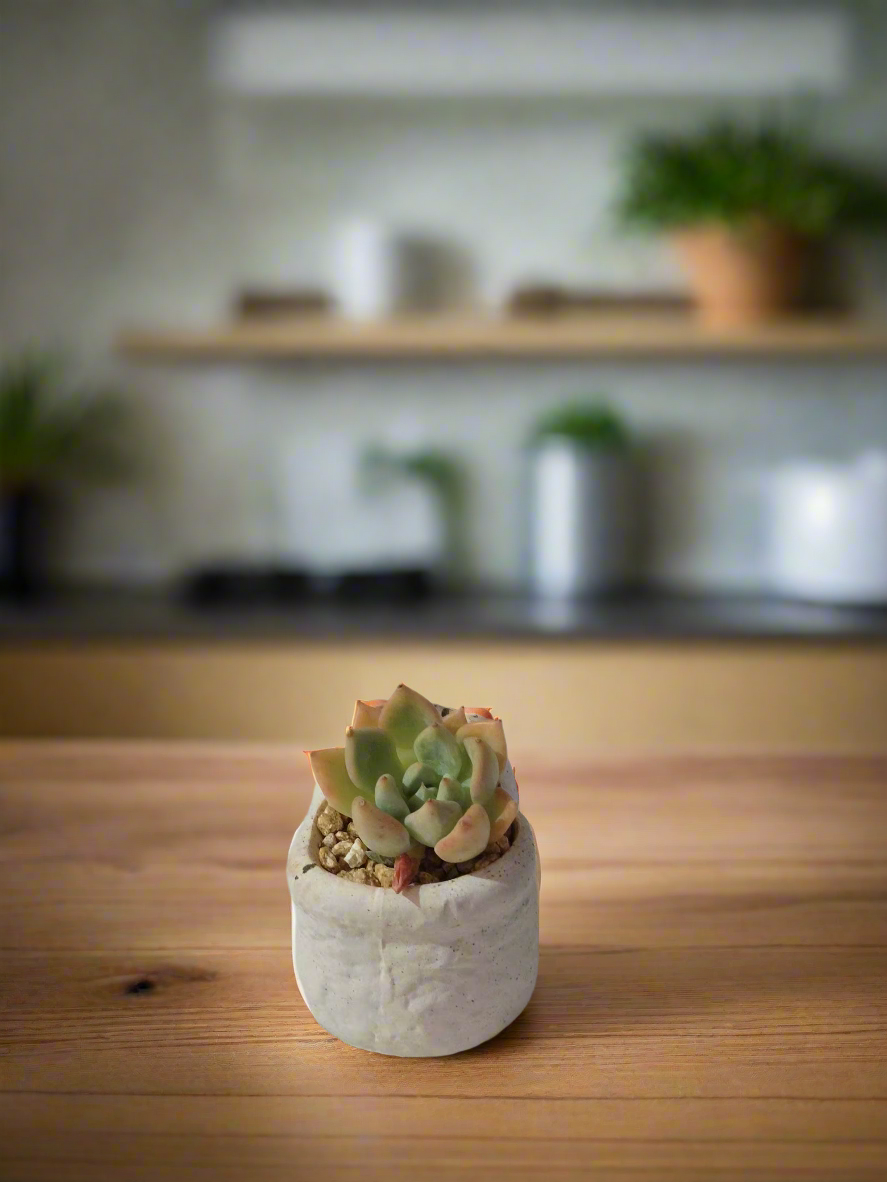 Close-up of Echeveria Elegans in smiley cat pot