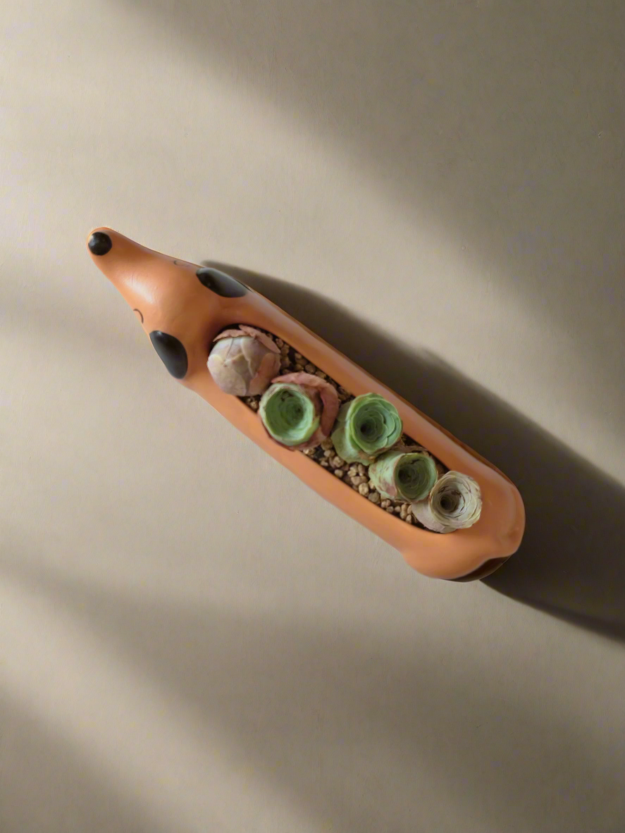 Succulent Daunchund - 5 Mountain Roses 'Greenovia' (Lilac & Green) - SlowBloomGreens