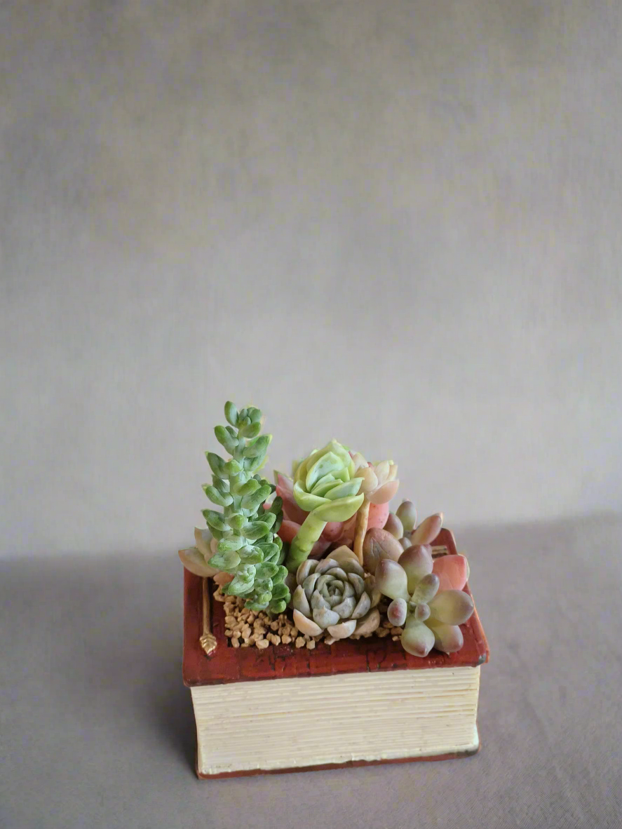Succulent Book Nook – Assorted Succulents - SlowBloomGreens