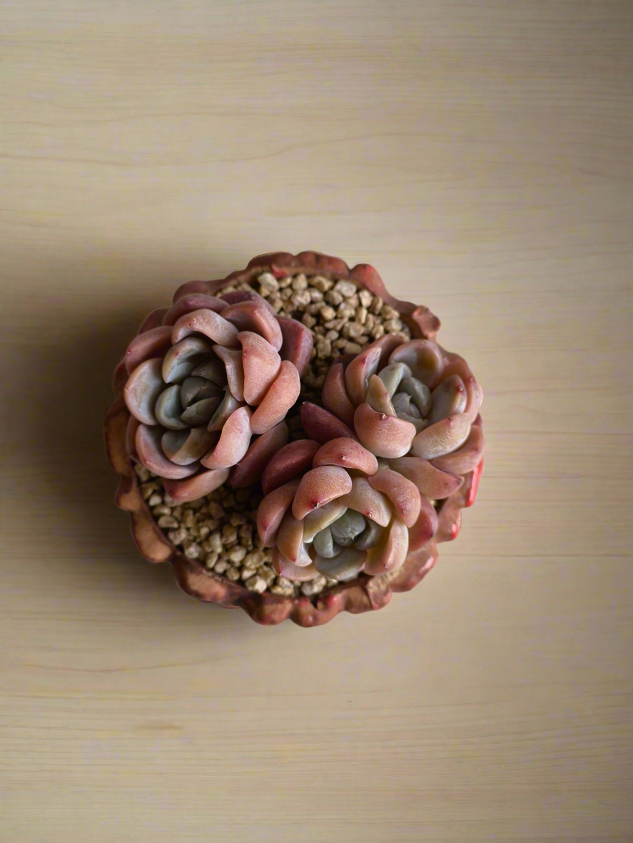 Succulent Rustica Ceramic Red – Echeveria hybrid