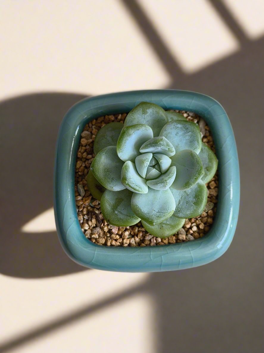 Succulent Zen Square Turquoise Pot – Echeveria Ice Green