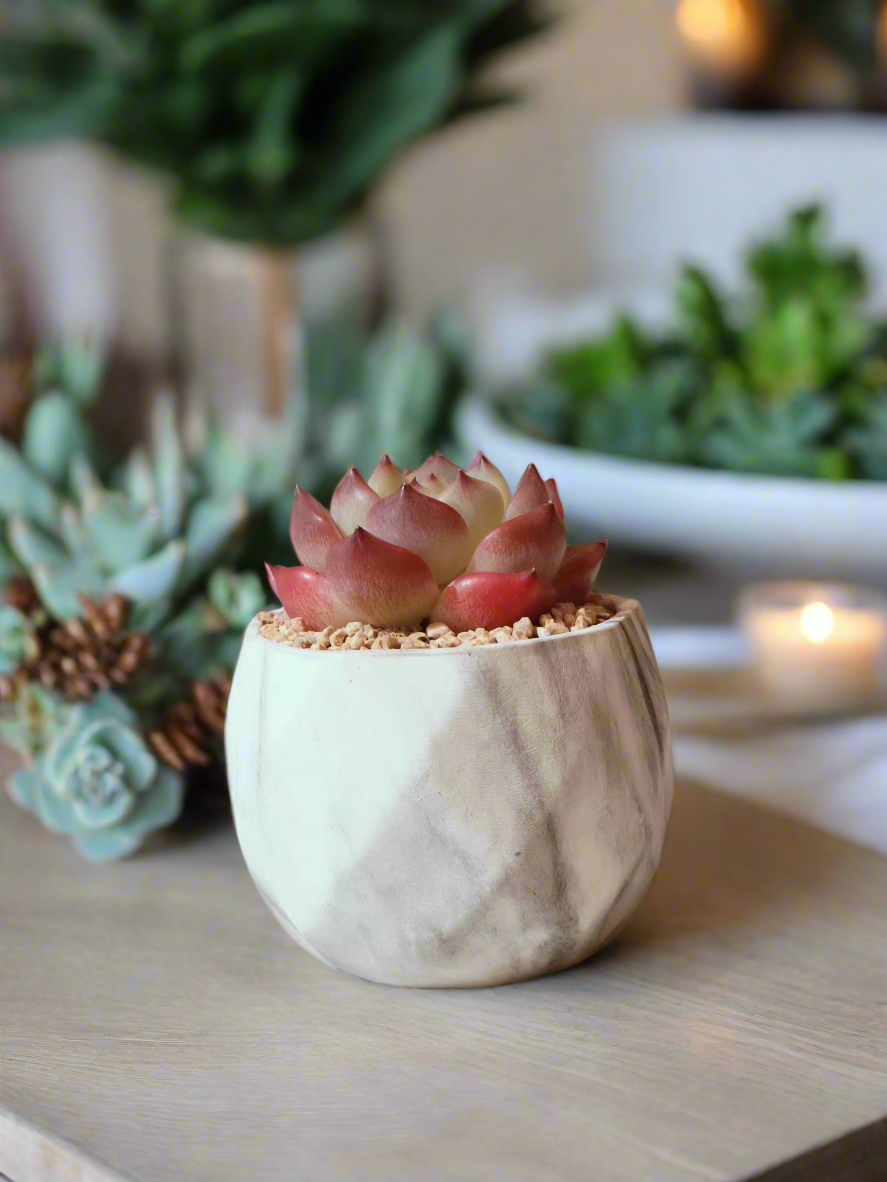 Succulent Classic Marble Ash Pot – Echeveria Strawberry Almond