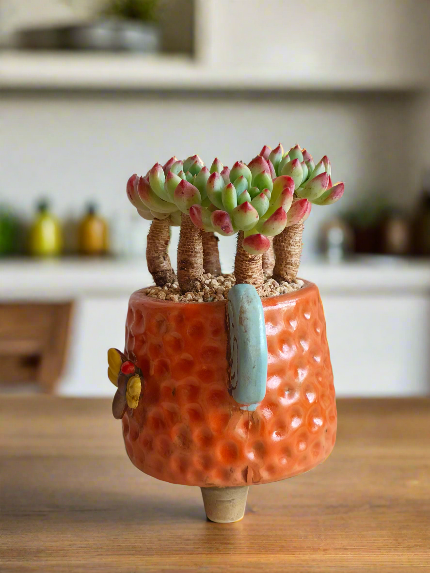 Succulent Enchanted Garden Dragonfly Planter – Sedeveria 'Blue Elf'