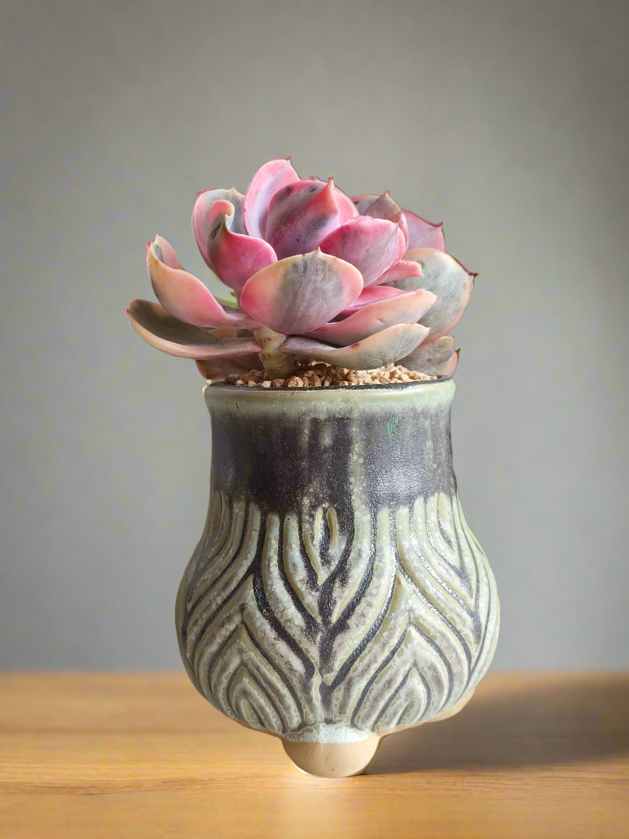 Succulent Rustic Pot Ash  – Echeveria Rainbow - SlowBloomGreens