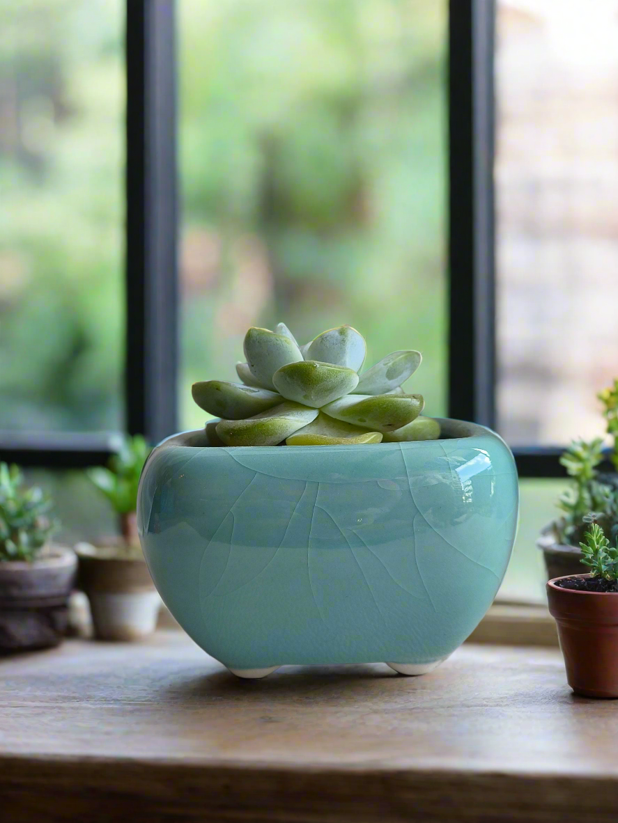 Succulent Zen Square Turquoise Pot – Echeveria Ice Green