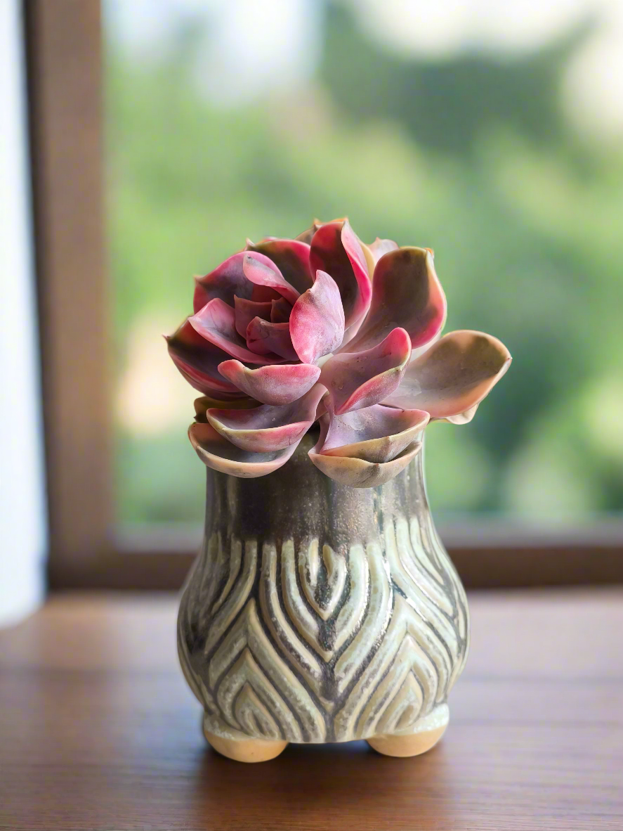 Succulent Rustic Pot Ash  – Echeveria Rainbow - SlowBloomGreens