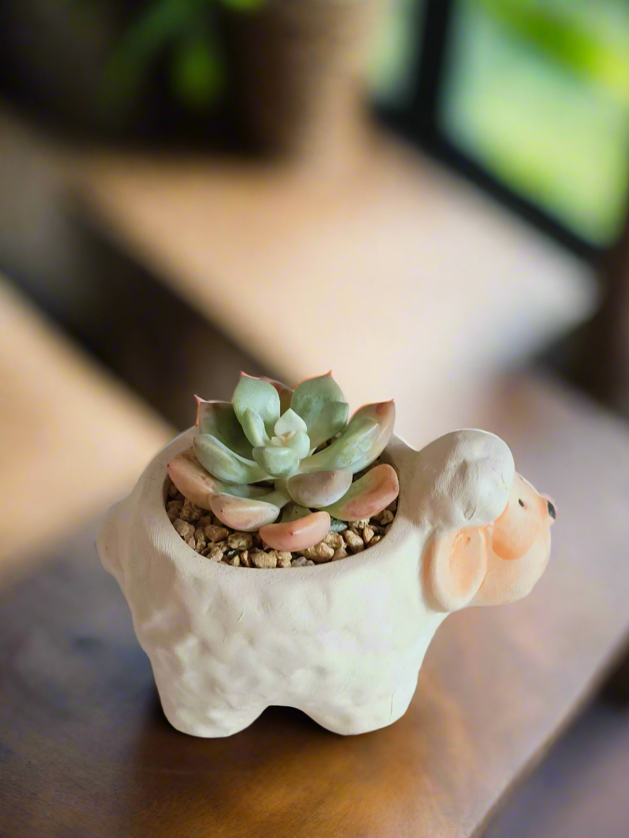 Whimsical succulent arrangement with Echeveria in a sheep-shaped pot