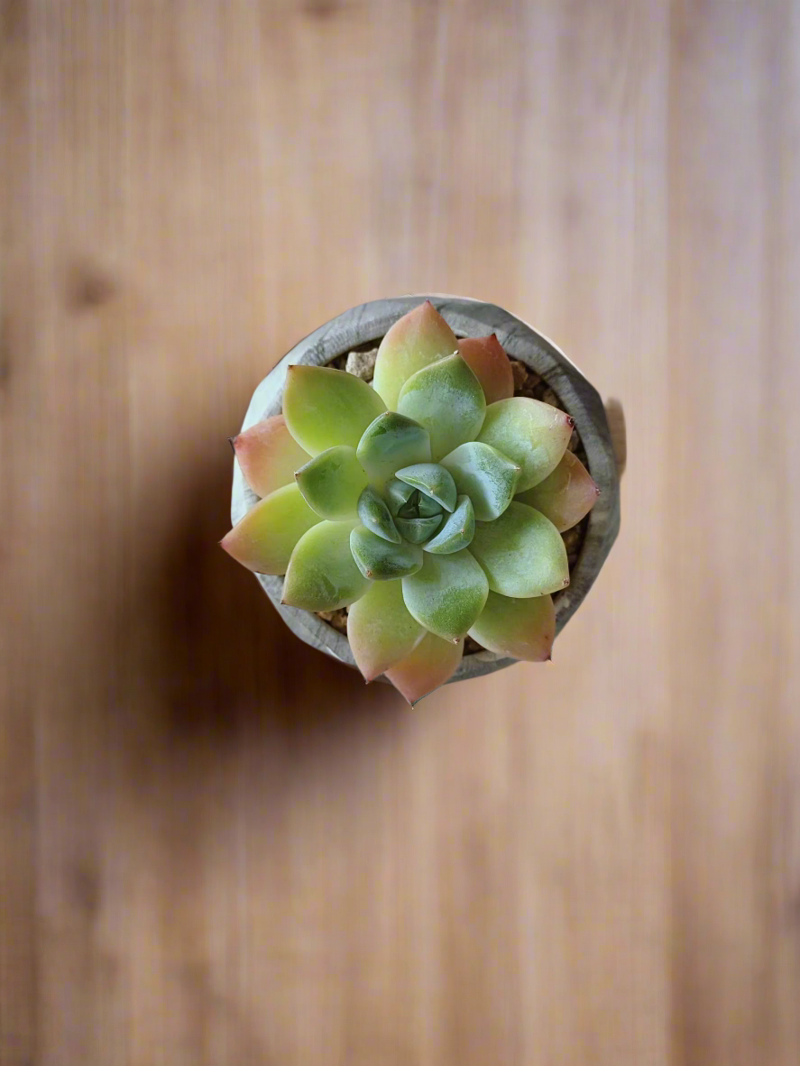 Succulent Harmony Grey - Echeveria Elegans - SlowBloomGreens
